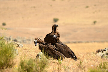 buitres buscan comida en el campo