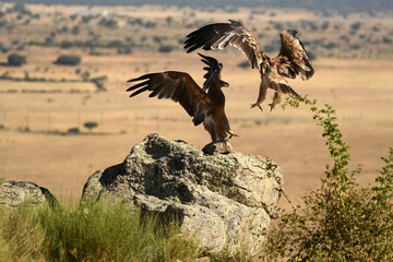 young imperial eagle on a rock in the sierra de gredos