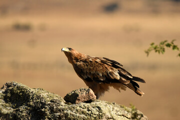 young imperial eagle on a rock in the sierra de gredos