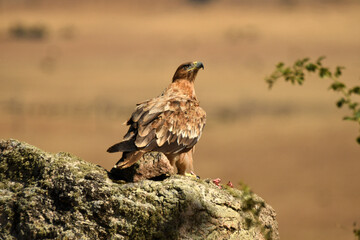 young imperial eagle on a rock in the sierra de gredos