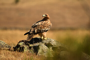 young imperial eagle on a rock in the sierra de gredos