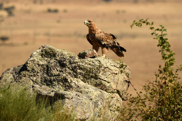 young imperial eagle on a rock in the sierra de gredos