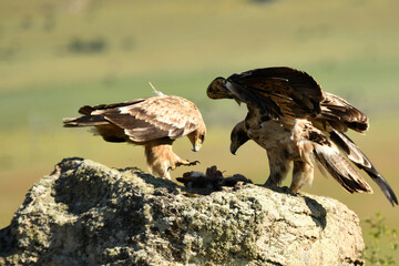young imperial eagle on a rock in the sierra de gredos
