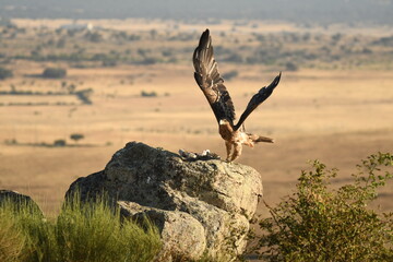 young imperial eagle on a rock in the sierra de gredos