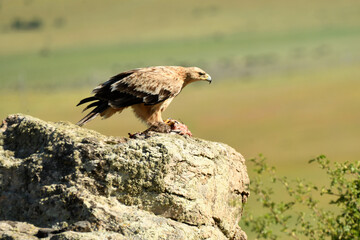 young imperial eagle on a rock in the sierra de gredos