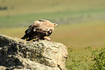 young imperial eagle on a rock in the sierra de gredos