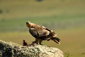 young imperial eagle on a rock in the sierra de gredos