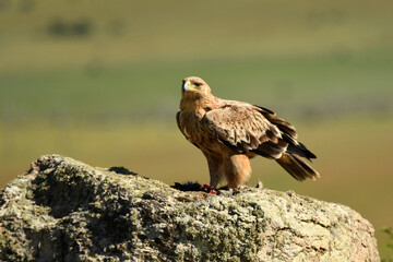 young imperial eagle on a rock in the sierra de gredos