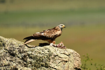 Obraz premium milanos comen carroña sobre la roca