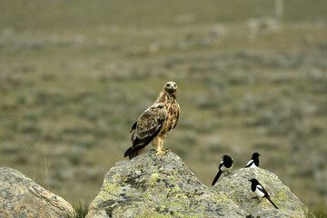 young imperial eagle on a rock in the sierra de gredos