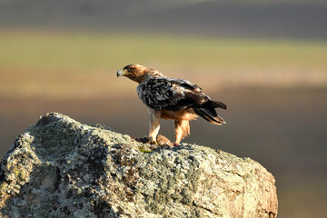 young imperial eagle on a rock in the sierra de gredos