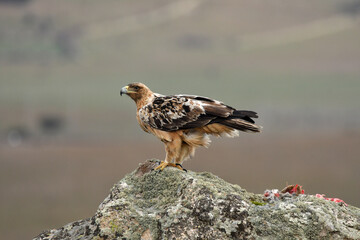 young imperial eagle on a rock in the sierra de gredos
