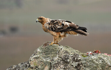 young imperial eagle on a rock in the sierra de gredos