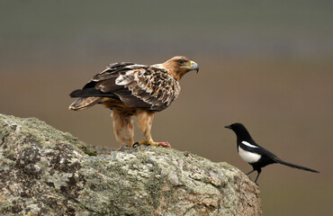 young imperial eagle on a rock in the sierra de gredos