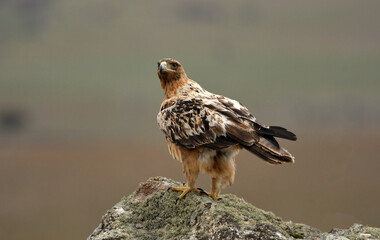 young imperial eagle on a rock in the sierra de gredos