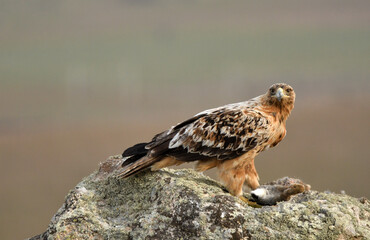young imperial eagle on a rock in the sierra de gredos