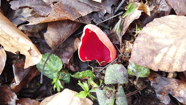 Sarcoscypha coccinea. Forest mushrooms, shooting in