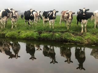 cows at a row mirrored in ditch