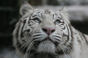 Fototapeta na wymiar Head of Siberian tiger
