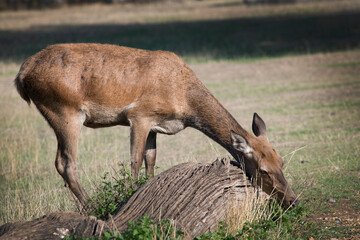 Deer finds a nice bit of green to eat