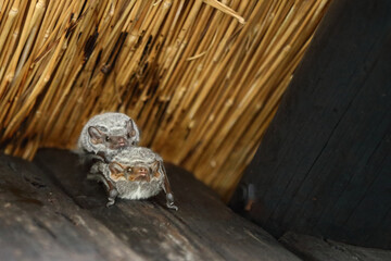 Mauritius-Grabfledermaus / Mauritian tomb bat / Taphozous mauritianus