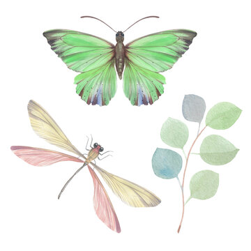 Butterfly, dragonfly and twig with leaves painted in watercolor, isolate on a white background. botanical illustration for design.