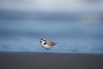 Ballade sur Ocean Beach San Francisco