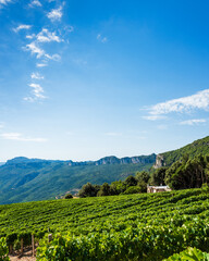 Cultivation of a vineyard in the mountains. Agriculture.