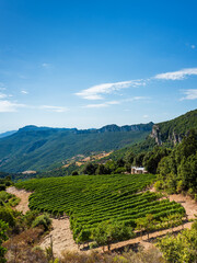 Cultivation of a vineyard in the mountains. Agriculture.