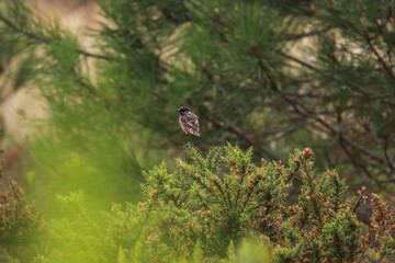 Bird posing in a tree. European Stonechat