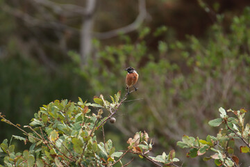 Bird posing in a tree. European Stonechat