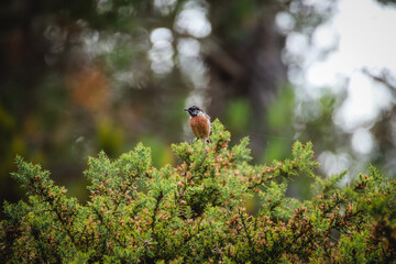 Bird posing in a tree. European Stonechat