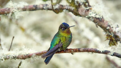 Fiery-throated hummingbird (Panterpe insignis) perched on a branch at the high altitude Paraiso Quetzal Lodge outside of San Jose, Costa Rica
