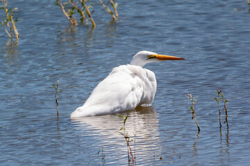 An egret wading in a shallow pond