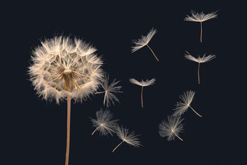 dandelion seeds fly from a flower on a dark background. botany and bloom growth propagation.