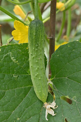 closeup the green ripe cucumber hanging on with leaves and vine in the farm soft focus natural green yellow background.