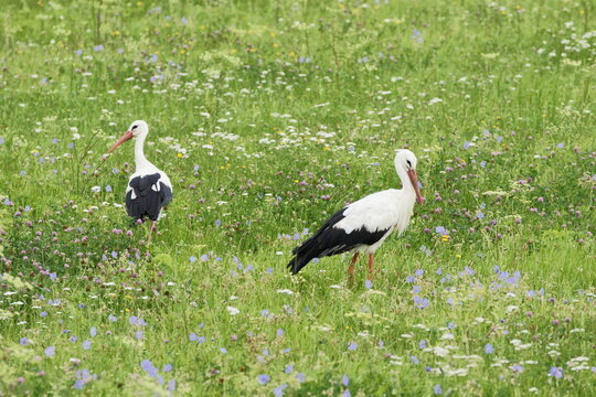 Bocian biały. Mikoszewo. Ujście Wisły. Polska - Pomorze.