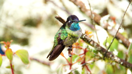 Talamanca hummingbird (Eugenes spectabilis) perched on a branch at the high altitude Paraiso...