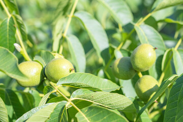 Green young walnuts grow on a tree. Variety Kocherzhenko close-up. The walnut tree grows waiting to be harvested. Green leaves background. Nut fruits on a tree branch in the yellow rays of the sun.