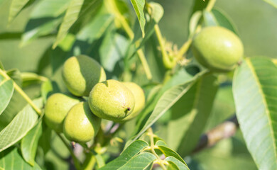 Green young walnuts grow on a tree. Variety Kocherzhenko close-up. The walnut tree grows waiting to be harvested. Green leaves background. Nut fruits on a tree branch in the yellow rays of the sun.