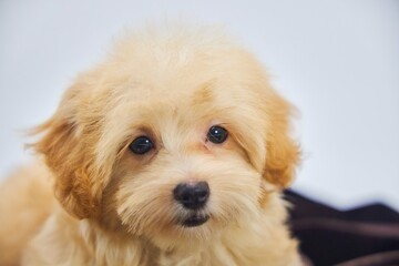 Maltese lapdog and poodle puppy. A new breed of miniature dogs. Dog breeding and cynology.