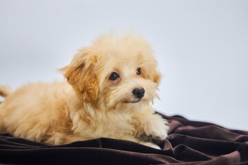 Maltese lapdog and poodle puppy. A new breed of miniature dogs. Dog breeding and cynology.
