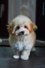 Maltese lapdog and poodle puppy. A new breed of miniature dogs. Dog breeding and cynology.