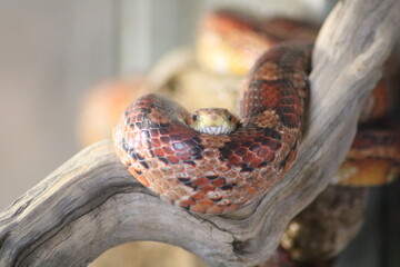 Close-up of a South African snake