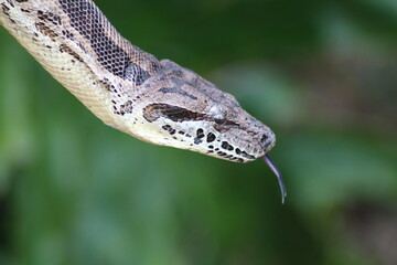 Close-up of a South African snake