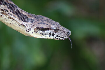 Close-up of a South African snake