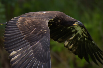 Close up of an immature American bald eagle
flying by at eye level