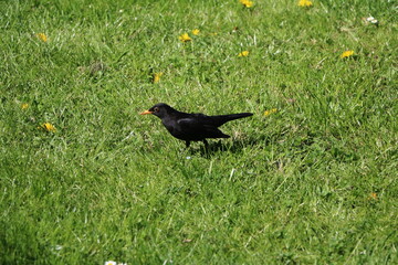 Male Turdus merula