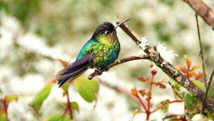 Fiery-throated hummingbird (Panterpe insignis) perched on a branch at the high altitude Paraiso Quetzal Lodge outside of San Jose, Costa Rica