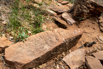 Obraz premium Squirrel on Rocks at Zion National Park in the Middle of a sunny Spring Day 